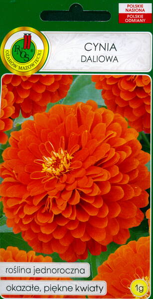 Elegant zinnia "Oranzhevy Korol"